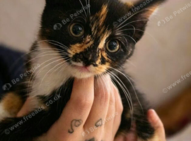Last half maincoon kitten 200
