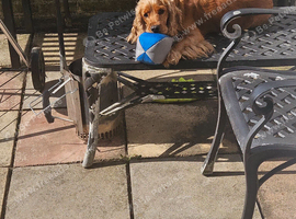 Cocker spaniel