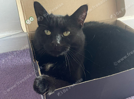 4 year old Female cat