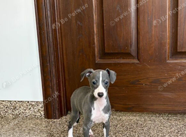 Stunning Italian Greyhound Litter &ndash; 1 Boy & 3 Girls