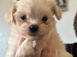 Shih Tzu puppies ready for their forever home