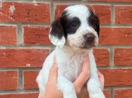 English springer spaniel pups