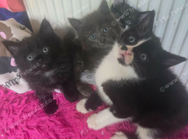 Kittens Ready !