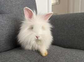 Stunning white Lionhead x Angora girl 9weeks