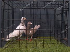 Almond pigeons breeder pair