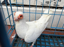 English Barbs for Sale &ndash; Birmingham