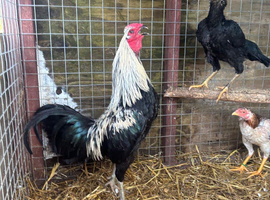 Old English game Cockbird