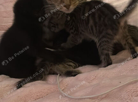 Kittens
