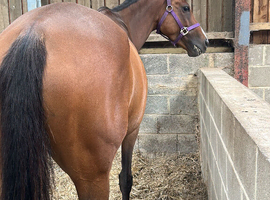 6year old 16.3hh mare
