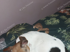 Female jack russell