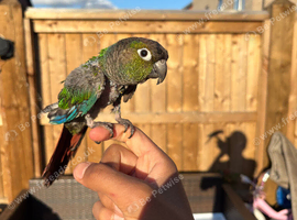 Pearly super tame conure