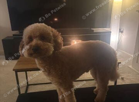 Beautiful Fluffy Apricot-Coloured Adult Dog Looking for a Loving Home