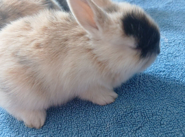 3 baby rabbit