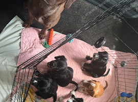 Beautiful Sprocker Puppies