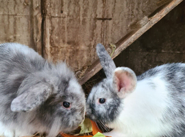 Lionhead x Lops