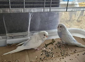 2 young budgies
