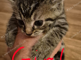 Ragdoll cross kittens