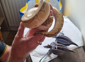 Lovely colour bull python