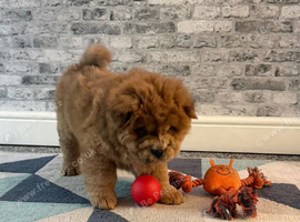 KC registered adorable chow chow puppies