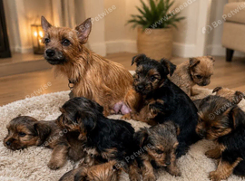 Beautiful Norfolk Terrier Puppies &ndash; Ready Now