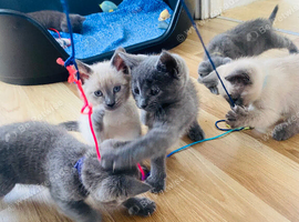 4 left beautifull kittens. Readynow :) looking forever homes