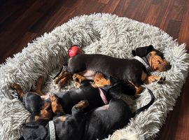 Male Miniature Dachshunds
