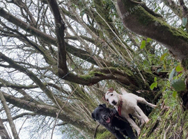 PATTERDALE DOG