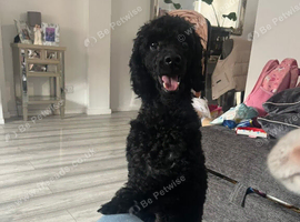 Miniature poodle