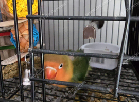 Tame baby lovebird