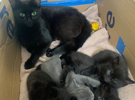 3 gorgeous kittens for sale