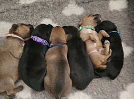 Patterdale terrier puppies