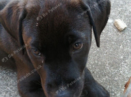 puppy staffy x labrador