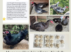 Mixed Colour Muscovy Hatching Eggs - x6