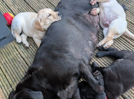3 Labrador pups available