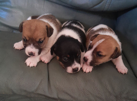 Jack Russels