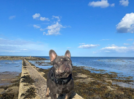 Proven lilac and tan stud French bulldog