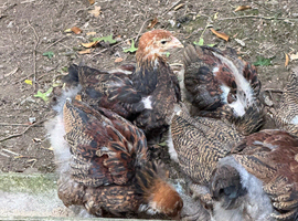 Gold Partridge Brahma chicks
