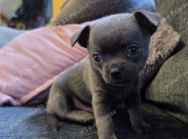Pedigree Chihuahua Puppies