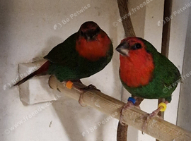 Lovely pair of young redfaced parrot finch for sale &pound;100