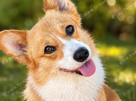 PUREBRED PEMBROKE WELSH CORGI GIRL &ndash; LOOKING FOR HER FOREVER HEART HOME