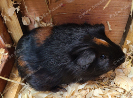 Guinea Pigs