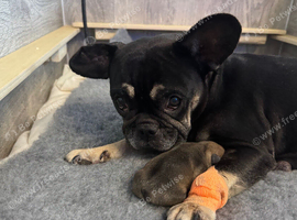 STUNNING KC REGISTERED FRENCH BULLDOG PUPPIES - READY 13TH NOVEMBER