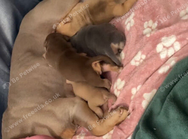 POCKET BULLY / EXOTIC BULLY PUPPIES LOOKING FOR THEIR FOREVER HOMES