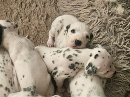 Ready now 8 week old dalmatian puppies