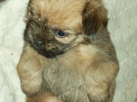 3 MIXED BREED PUPS
