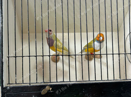 Gouldian Finch