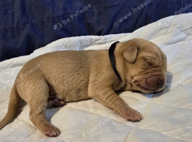 Beautiful Labrador Retriever Puppies &mdash; 2 Boys, 2 Girls