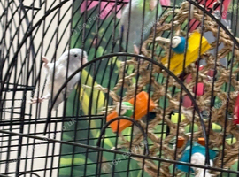 Baby parrotlets