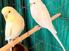 Pair 9 week old baby budgies available  home reared