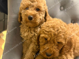 Adorable Toy Poodle Girls Looking for Loving Homes